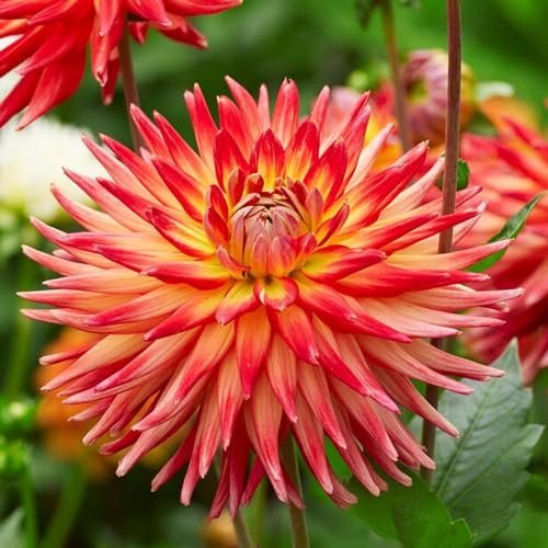 Dahlien Kaktus Gelb-Rot Knollen, 5 Dahlienzwiebelsorten Mix aus Holland, echte große Dahlienpflanzen für Garten und Töpfe (keine Samen, nicht künstlich)