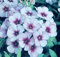 Flammenblume, Phlox 15 Samen  Summer Long Loght Blue'' - Himmel blau