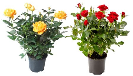 DECOALIVE Rosas Naturales Pack de 2 Plantas con Flor
