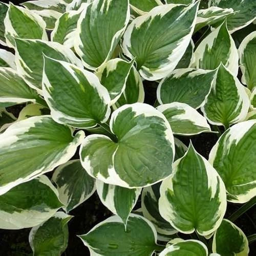 6x Hosta fortunei 'Patriot' - Hosta fortunei ‘Patriot’ - Godet 9x9cm