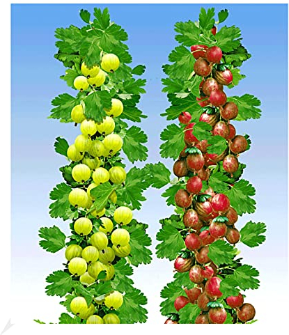 BALDUR Garten Säulen-Stachelbeeren Kollektion, 2 Pflanzen Säulenobst Beerenobst Hinnonmäki rot und Hinnonmäki gelb, winterhart, platzsparende Säulen für kleine Gärten, Balkone & Terrassen