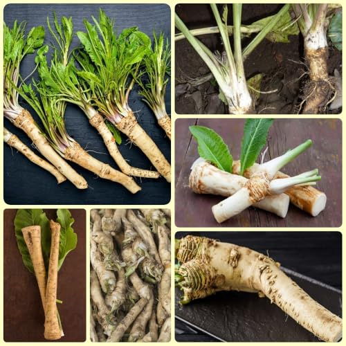Semi di rafano biologico, biologici semi di invernali esotiche da balcone resistenti 200pcs