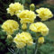 Semillas de clavel gigante amarillo para plantar