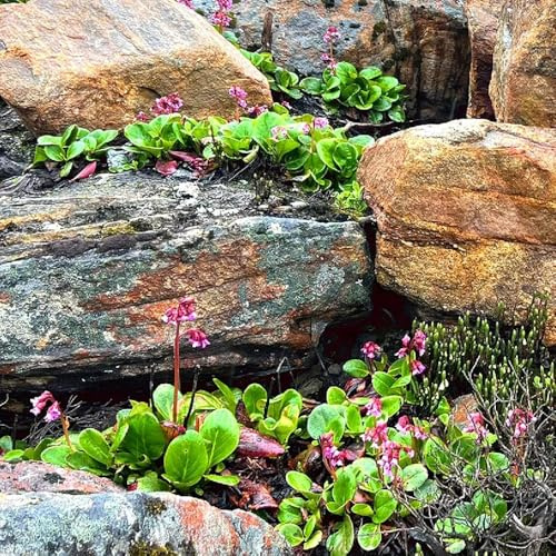 semi di bergenia - bergenia cordifolia - resistenti, autunnali resistenti da cucina da balcone, 200pcs