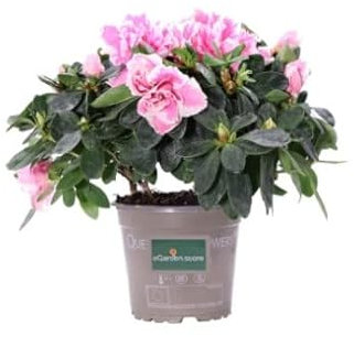 Azalea Natural Planta Arbustiva de Exterior