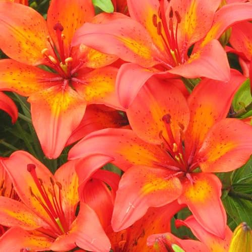 Lilienzwiebeln-Winterhart MehrjäHrig,Lilien Zwiebeln,Lilie Zimmerpflanze,Lilien Pflanzen,Lilien Blumenzwiebeln,Bonsai Pflanze,Schnittblumen-2zwiebeln-e