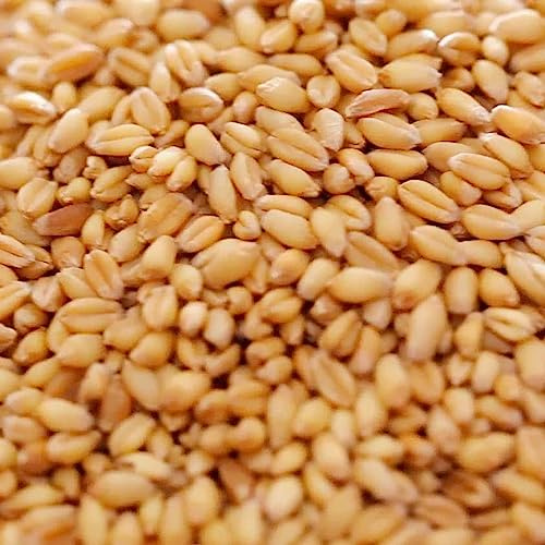 Copdock Mill Whole Wheat Chicken Feed 20kg – Suitable for Wild and Caged Poultry – 100% Natural - Made in the UK