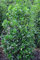 amerikanische Hülse, Ilex meserveae Heckenfee ® 40-50 cm hoch im 3 Liter Pflanzcontainer