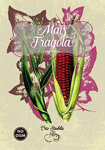 mais fragola,zea mays,gr 2,semi rari,semi strani, orto strabilia