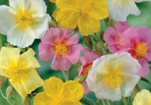 55 Seeds of Helianthemum Mutabile Mixed, Grow Your Own Hollyhock Poppy Polyanthus