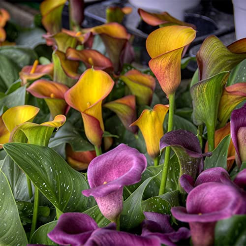 Bulbi di giglio di calla perenni regalo recisi fiori squisito-20 Bulbis,A