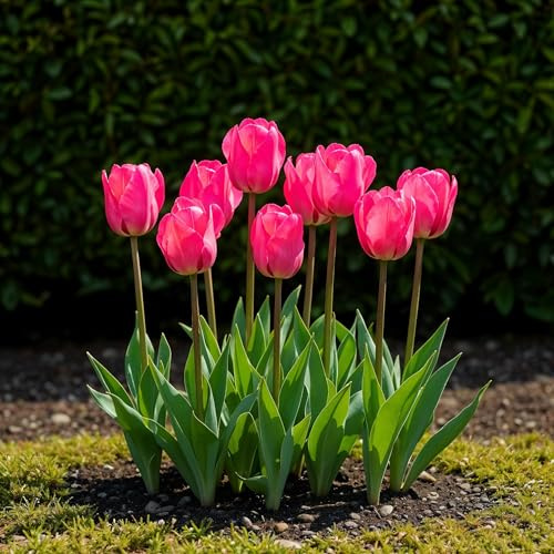 Blomsterlökar - Tulpan 'Triumph Pink' - Rosa - 15 stycken - Lökstorlek 11/12-20-50cm - Ø5cm - Trädgårdsväxt - Flerdeal