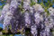 Chinesischer Blauregen `Prolific´, Wisteria sinensis, Gestäbt, 40-60cm im 2L-Topf.