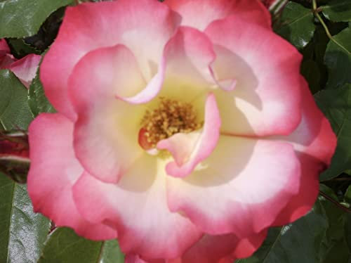 'Birthday Girl' Potted Rose - Gorgeous Yellow & Pink Blooms - Floribunda Rose - Great Gift Idea - 4 Litre Pot