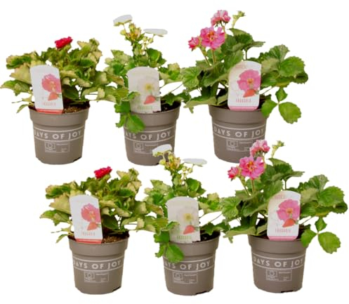 Plant in a Box - Fragaria Summer Breeze - 6er Mix - Plants de fraises en trois couleurs différentes - Résistantes au froid - Pot 10,5cm - Hauteur 15-25cm