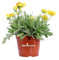 Pianta di Gaillardia Pianta di Gallardia pianta da esterno pianta da fiore vari colori pianta ornamentale di Gallardia pianta vera di Gaillardia venduta da eGarden.store (Giallo)
