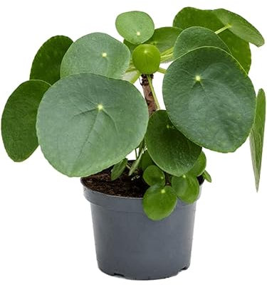 Pilea Peperomioides - Chinese Money Plant - Live Potted Indoor houseplant in 12cm Pot