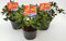Azalea giapponese rossa Rhododendron japonicum Geisha Red Rododendro 3 piante sempreverdi in vaso ø10 cm h 20/30 cm Vivaio di Castelletto