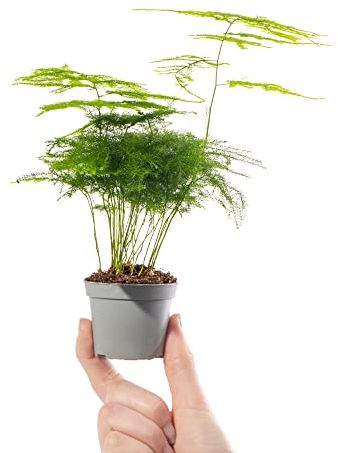 Mini Fougère Asparagus Plante Asparagus Plumosus Petite Plante d'intérieur à feuillage persistant