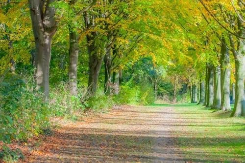 10st. Spitzahorn – Acer platanoides 50-80cm | Heimischer Laubbaum & Forstpflanze | Schnellwachsend, winterhart & pflegeleicht | Wurzelware