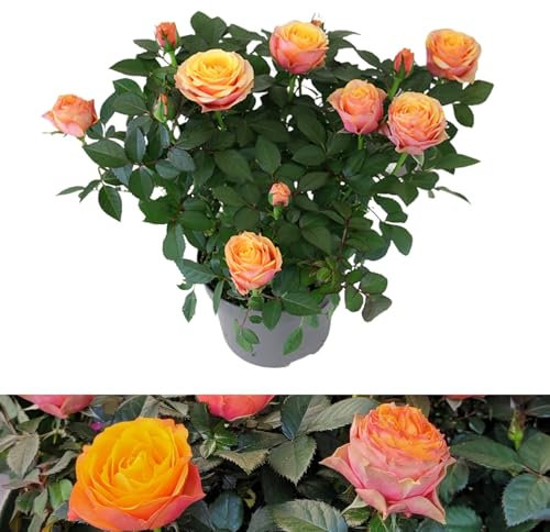 Carbeth Plants - 1 x Real Indoor Rose Firebird Orange Toned Plant - Live Miniature Potted Rose in 10.5cm Pot - Houseplant Perfect for House Warming Present, Birthday and Thank You Gift