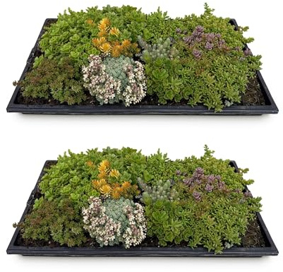 GreenboutiQ - Plante couvre-sol - Résistante à l'hiver - Tapis de Sedum - Comprend 10 variétés - X2 - Peu d'entretien - Longueur 50cm Largeur 30cm