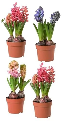 Pack de 4 Bulbos de Hyacinthus PREMIUM Bulbos de Jacinto