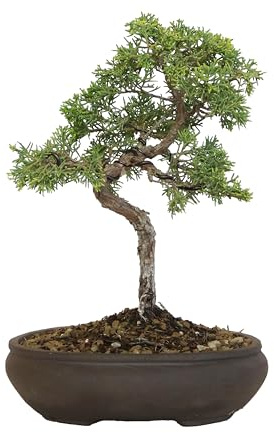 KENTIS - Bonsai di Juniperus Chinensis Kishu - Ginepro - Piante Vere da Esterno Balcone Terrazzo - Vaso in Ceramica Ø 20 cm