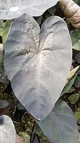 Colocasia esculenta 'Painted Black Gecko'® / Oreille d'éléphant géante noir au coeur violet/Conteneur de 2 à 2.9 litres