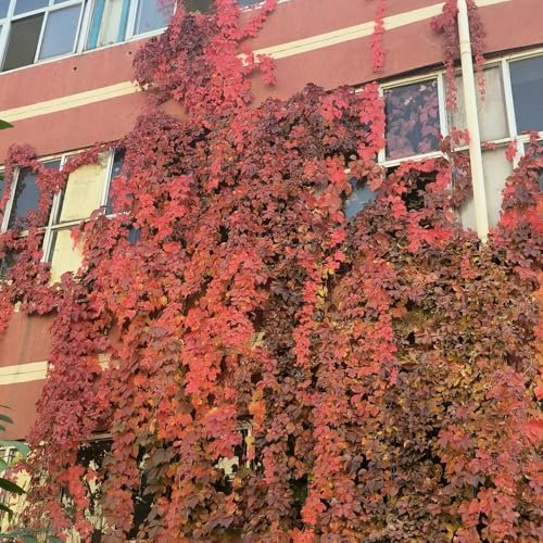 wilder wein pflanze samen - blumensamen als gastgeschenk winterharte kübelpflanzen bienenblumen samen winterharte stauden für pralle sonne herbstblumen winterhart samen balkon 150pcs