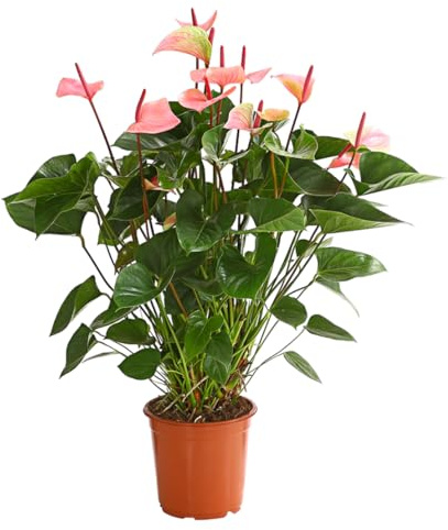 Dehner Große Flamingoblume Summerlove, rosa, ca. 70-80 cm, Ø Topf 21 cm