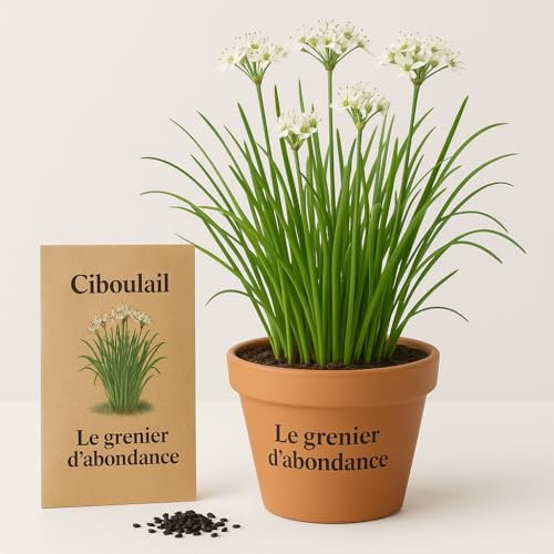 100 graines à semer - Le Grenier d'Abondance - Ciboulail Ciboulette Chinoise - allium tuberosum