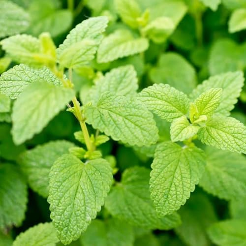 zitronenmelissesamen seltene gartenpflanze mehrjährig 1000pcs