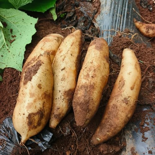 Semillas de yacón, semillas para camas elevadas semillas raras de jardín de rocas semillas de jardín de balcón exóticas 20pcs