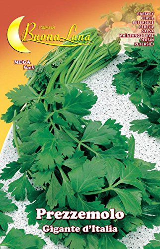 SEMI ORTO PREZZEMOLO GIGANTE PZ - 10