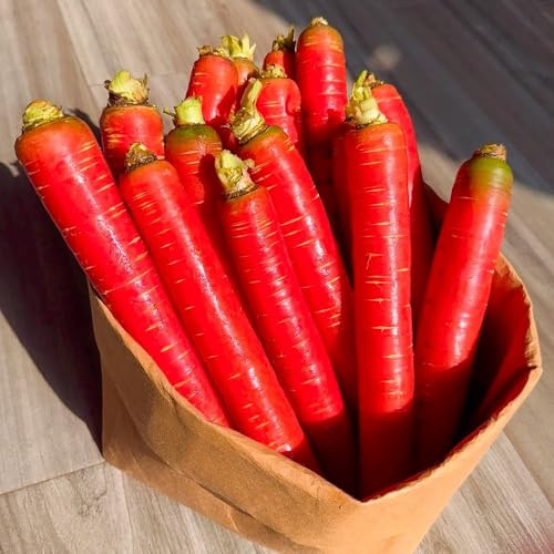 semi di carota biologici - decorazione del balcone vecchie varietà giardino 420pcs