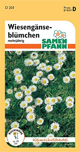 SAMEN PFANN Marguerites, marguerites des prairies – Graines de fleurs (Bellis perennis)