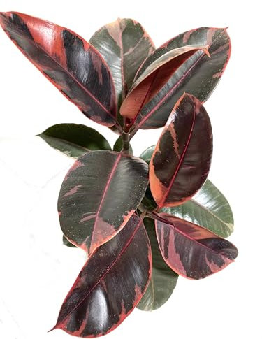 Ficus Elastica Ruby Grande Natural Árvol de Hojas Grandes