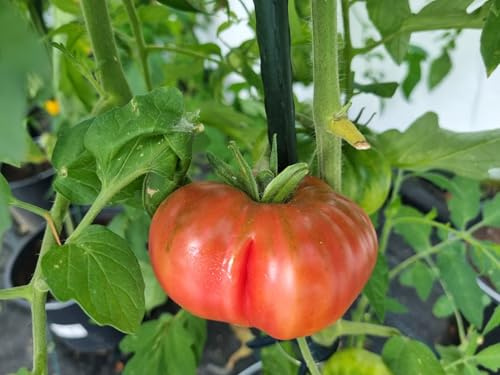 Tomate gigante búlgaro 10 semillas