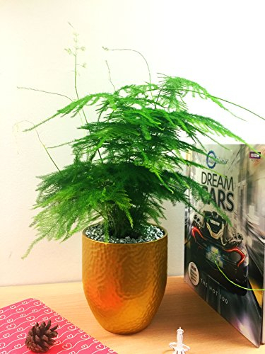 1 Planta de mesa de helecho de espárragos Setaceus de lujo, maceta de cerámica dorada, aderezo superior plateado.