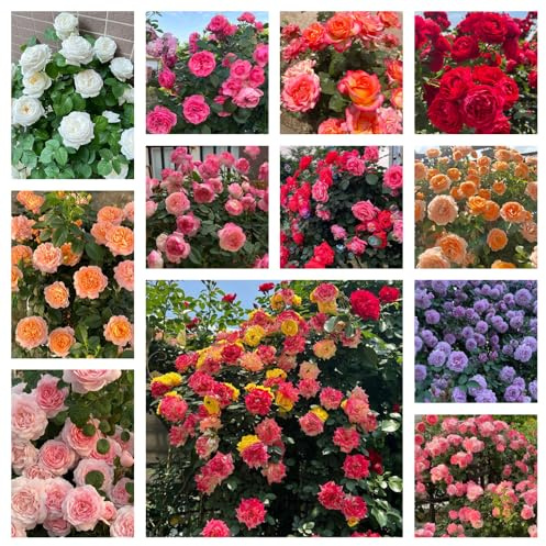 rosal - Rosa chinensis - trepadoras raras Parterres elevados el jardín Decoraciones de jardín exteriores exterior resistentes pleno 550semillas