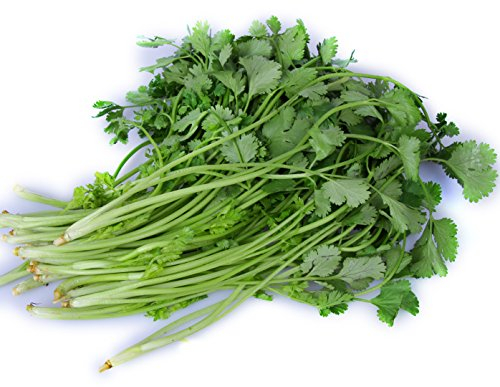 200 Coriandre Hardy chinois persil vert Coriandre Graines de légumes biologiques ~ jardin de Chris