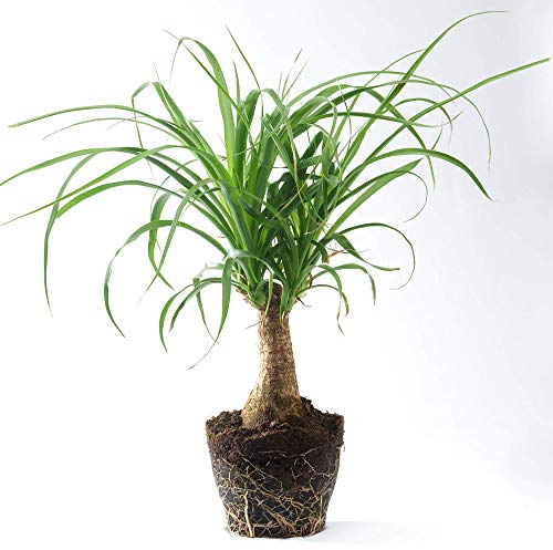 1 Plante pied d’éléphant Beaucarnea Recurvarta à feuilles persistantes (40-50 cm pot inclus)
