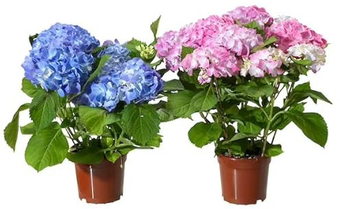 Hortensia Rosa y Hortensia Azul - Hydrangea Macrophylla - Plantas Vivas - Pack de 2 Plantas con Flor