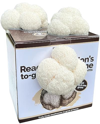 Merryhill Mushrooms - Ready Growing XL Lion's Mane Mushroom Growing Kit | Easy to Grow, Perfect Indoor Gardening Gift, Large Yield and Harvest | Fun to Grow, Gourmet Mushroom | Grow Your Own Kits |