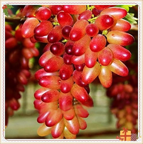 Racines de raisin, spécialistes de la plantation, vigne à doigts rares, idéale pour la plantation d'automne, entretien minimal requis - 3 bulbes - A