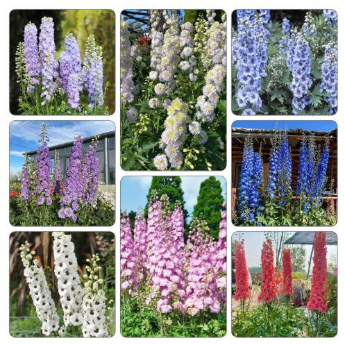 semi di delphinium balcone esotiche decorative biologici esterno 800pcs