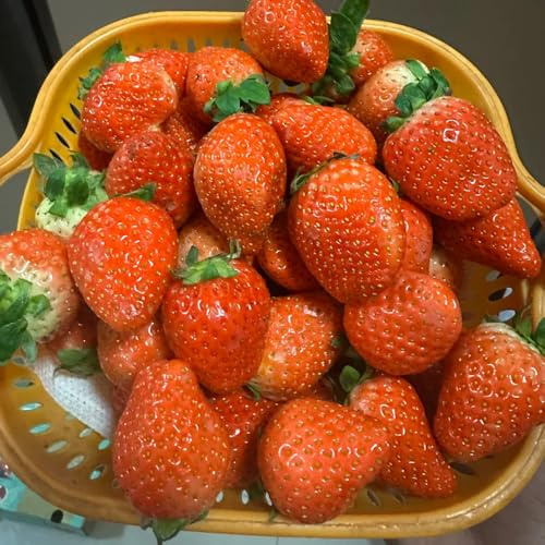 semillas de fresa, resistentes en Jardín balcón con frescas decorativas orgánicas perennes 125pcs