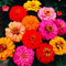 Zinnia Lilliput Button Box Mix – 200 Samen – Zinnia Elegans Zwergblume – NPWS:Seeds