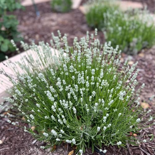 lavanda, de interior, jardín, semillas de lavanda Decoraciones jardín exteriores sostenibles semillas orgánicas silvestres 60semillas